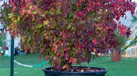 ©Pascaline Noack ©Pascaline Noack