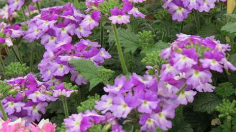 ©Odile Maillard ©Odile Maillard