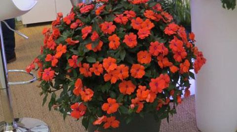 Floraisons et feuillages remarquables ©ODILE MAILLARD Floraisons et feuillages remarquables ©ODILE MAILLARD