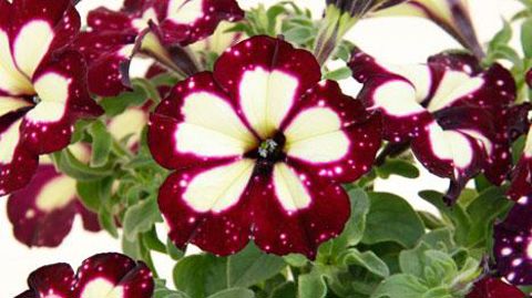  Selecta One, Stuttgart (Allemagne).  Selecta One, Stuttgart (Allemagne).