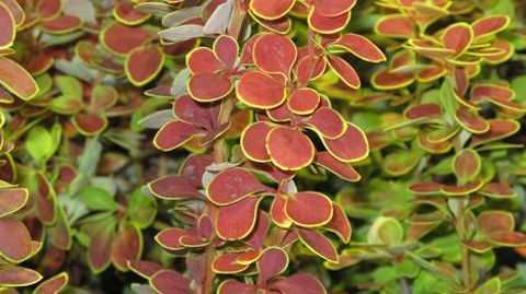 PHOTO : ©Valérie Vidril PHOTO : ©Valérie Vidril