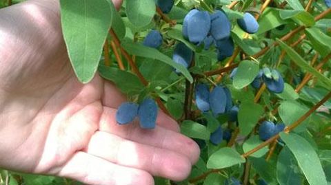 Photo : Pépinières Multibaies,  Photo : Pépinières Multibaies, 