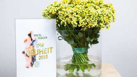 Kalanchoe Interspecific Queen® 'Smiling' Yellow Meadow Kalanchoe Interspecific Queen® 'Smiling' Yellow Meadow