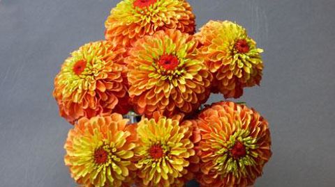  Zinnia elegans ‘Queeny' Lime Orange  Zinnia elegans ‘Queeny' Lime Orange