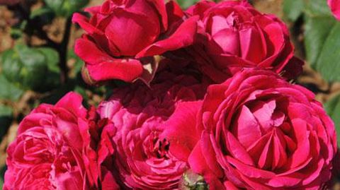 Rosa GENEROSA® ‘Michel Jonasz' ©Guillot Rosa GENEROSA® ‘Michel Jonasz' ©Guillot