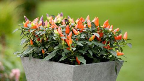 ©PanAmerican Seed ©PanAmerican Seed