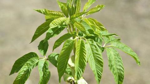 Aesculus californica ‘Canyon Pink' Aesculus californica ‘Canyon Pink'