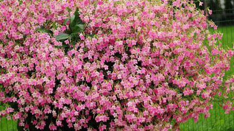 ©Jardin Express ©Jardin Express