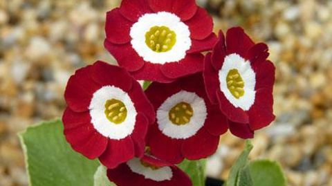 ©Barnhaven ©Barnhaven