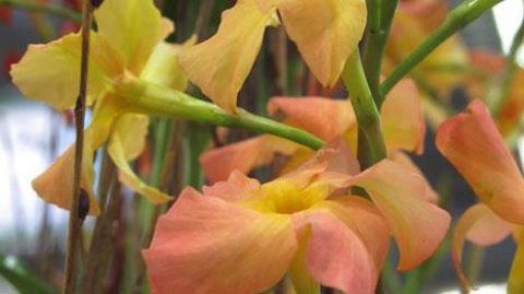 ©Valérie Vidril ©Valérie Vidril