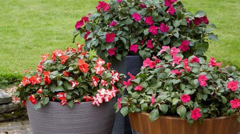 © Syngenta Floripro Services © Syngenta Floripro Services