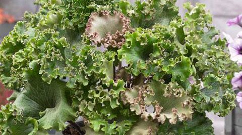  La Forêt - Solutions Plants, Les Sorinières (44).  La Forêt - Solutions Plants, Les Sorinières (44).