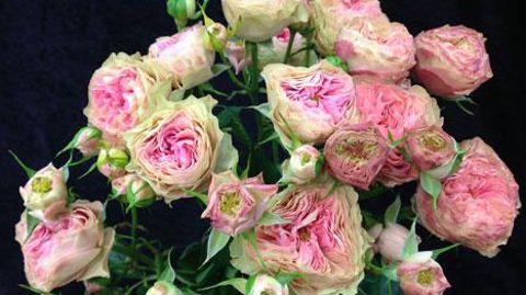 ©Viking Roses ©Viking Roses