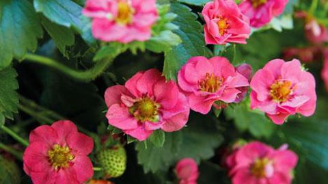 ABZ Seeds, Andijk (Pays-Bas ABZ Seeds, Andijk (Pays-Bas