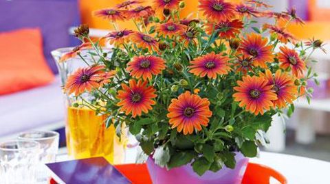 Selecta One, Maasland (Pays-Bas). Selecta One, Maasland (Pays-Bas).