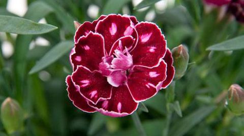 Photo (c)Selecta Photo (c)Selecta