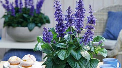 Florensis, Ambacht (Pays-Bas) Florensis, Ambacht (Pays-Bas)