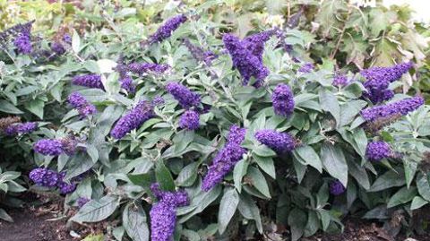 ©Plantarium  ©Plantarium 