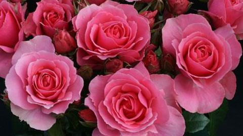 ©Travers – La Saulaie ©Travers – La Saulaie