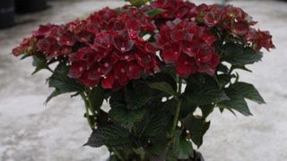 ©Plantarium ©Plantarium ©Plantarium ©Plantarium