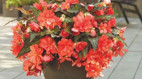 ©Dümmen Orange ©Dümmen Orange