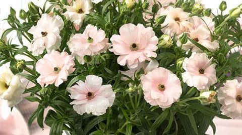 ©Green Works ©Green Works