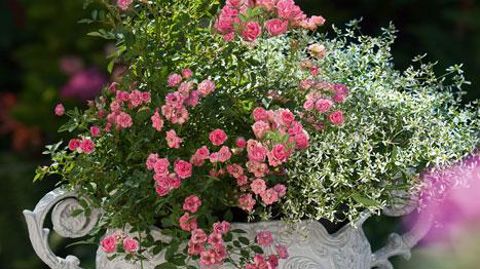 ©Meilland Richardier ©Meilland Richardier