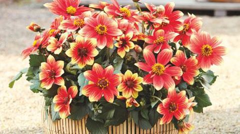 ©Fleuroselect ©Fleuroselect