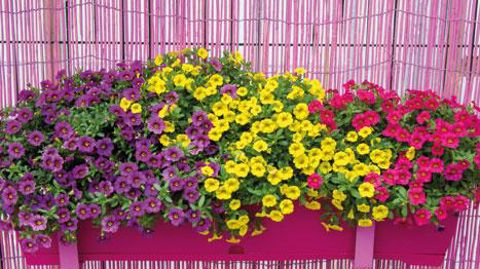 ©Lazzeri  ©Lazzeri 