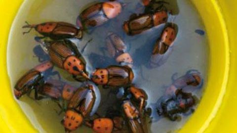 RHYNCHO PRO CLASSIC® RHYNCHO PRO CLASSIC®