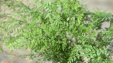 ©C. Desheulles ©C. Desheulles