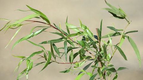 ©C. Desheulles   ©C. Desheulles  