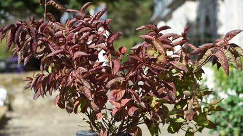 ©C. Desheulles   ©C. Desheulles  