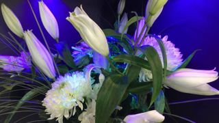 Le vegetal luminescent par Aglaé, présenté sur le stand VEGEPOLYS lors du Sival, à Angers, du 15 au 17 janvier.