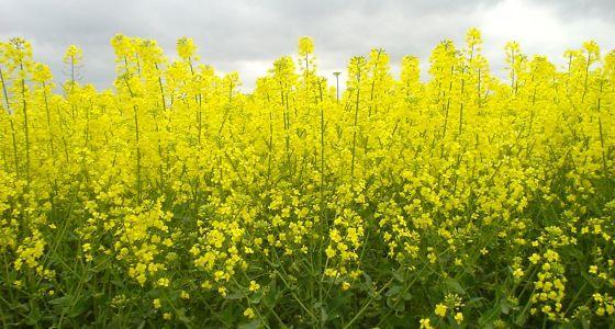 « L'offre Momont s’étoffe d'hybrides bénéficiant d'un repos hivernal plus marqué, d'une meilleure tolérance au phoma et de gabarits plus compacts avec une meilleure tenue de tige. »
