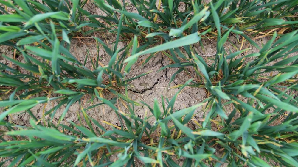 Les céréales d’hiver comme le blé vont souffrir du déficit hydrique de ce début du mois de mai. © H. Parisot