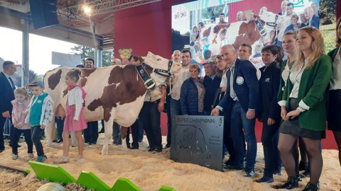 Le sacre de Mure, superchampionne du comice de Pontarlier, récompense une passion pour l'élevage vécue en famille. Le sacre de Mure, superchampionne du comice de Pontarlier, récompense une passion pour l'élevage vécue en famille.