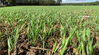 Selon Céré'Obs, 15 % du blé tendre était levé le 17 octobre, et 67 % de l'orge d'hiver. Selon Céré'Obs, 15 % du blé tendre était levé le 17 octobre, et 67 % de l'orge d'hiver.