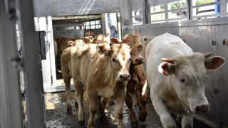 Les principales mesures d'atténuation comprennent la réduction de la durée du transport, l'hygiène rigoureuse des véhicules et des équipements, et l'organisation appropriée du transport, indique l'Efsa. Les principales mesures d'atténuation comprennent la réduction de la durée du transport, l'hygiène rigoureuse des véhicules et des équipements, et l'organisation appropriée du transport, indique l'Efsa.
