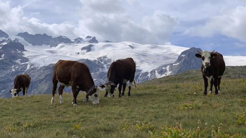 Dans de nombreux secteurs, la saison d'alpage a été écourtée faute d'eau. Dans de nombreux secteurs, la saison d'alpage a été écourtée faute d'eau.