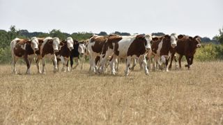 Les éleveurs préfèrent conserver leurs génisses en production en raison des épisodes de sécheresse. Les éleveurs préfèrent conserver leurs génisses en production en raison des épisodes de sécheresse.