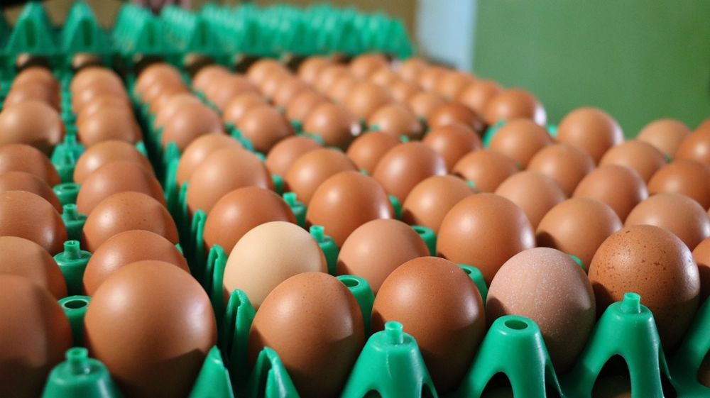 Depuis 2022, les exportations ukrainiennes d'oeufs se concentrent sur l Union européenne.