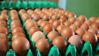 Depuis 2022, les exportations ukrainiennes d'oeufs se concentrent sur l Union européenne. Depuis 2022, les exportations ukrainiennes d'oeufs se concentrent sur l Union européenne.