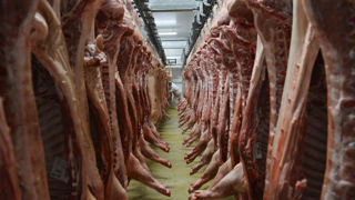 Le prix du porc a continué de reculer la semaine dernière au Marché du porc breton. Le prix du porc a continué de reculer la semaine dernière au Marché du porc breton.
