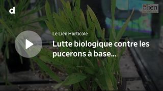 Sival de bronze à l’Eupeodes System de Biobest France Sival de bronze à l’Eupeodes System de Biobest France