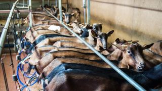 En 2020, la chèvre alpine a produit en moyenne 974 kg de lait par lactation. © J.- M. Nossant En 2020, la chèvre alpine a produit en moyenne 974 kg de lait par lactation. © J.- M. Nossant