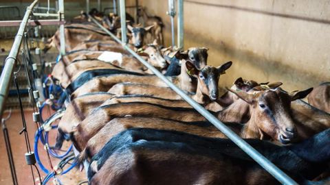 En 2020, la chèvre alpine a produit en moyenne 974 kg de lait par lactation. © J.- M. Nossant En 2020, la chèvre alpine a produit en moyenne 974 kg de lait par lactation. © J.- M. Nossant