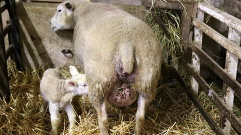 Une mauvaise nutrition des brebis peut être la cause du syndrome de détresse respiratoire à la naissance. © M.-F. Malterre