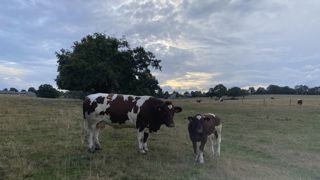 La Sica, qui regroupe un réseau de 140 éleveurs adhérents, compte poursuivre ses efforts pour maintenir les facilités de naissance de la race rouge des prés, tout en confortant son développement musculaire. La Sica, qui regroupe un réseau de 140 éleveurs adhérents, compte poursuivre ses efforts pour maintenir les facilités de naissance de la race rouge des prés, tout en confortant son développement musculaire.