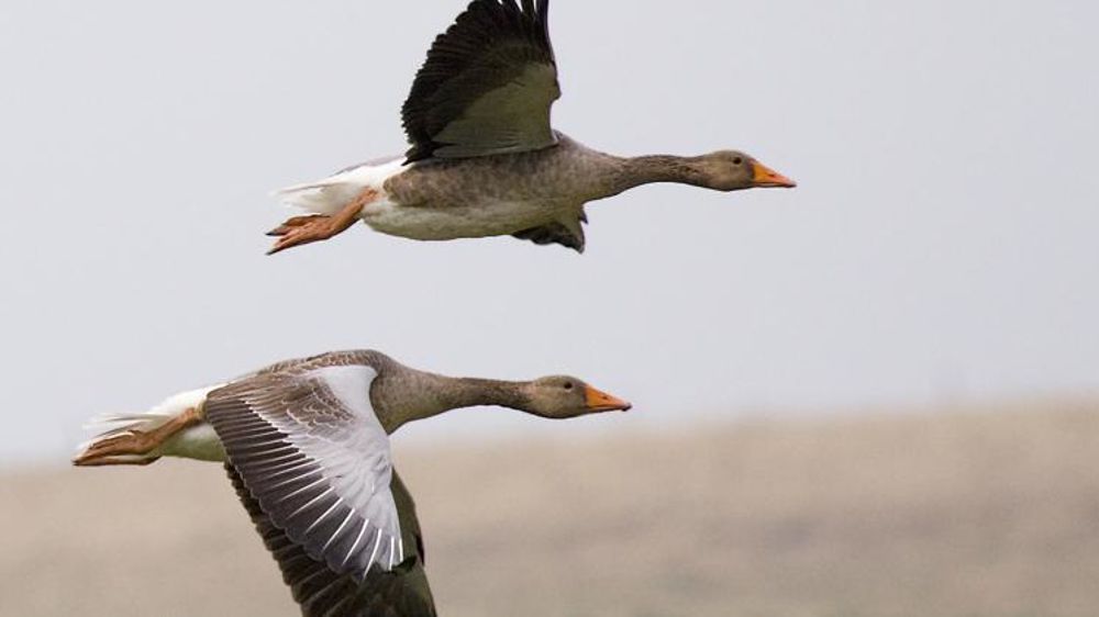 © M. Maggs/Wikipédia